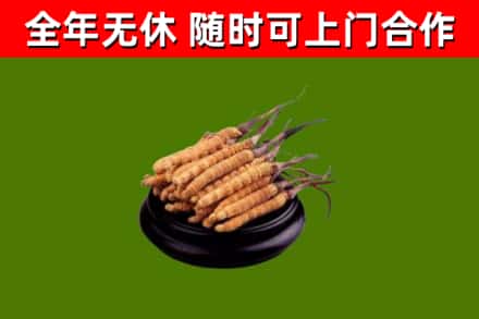 长兴烟酒回收冬虫夏草.jpg