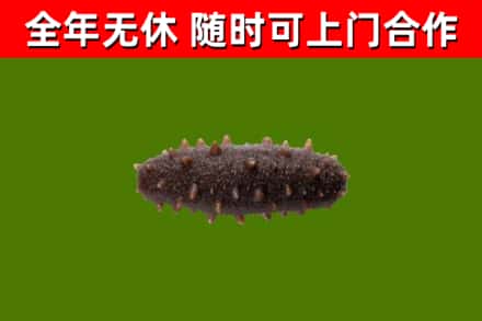 长兴烟酒回收干海参.jpg